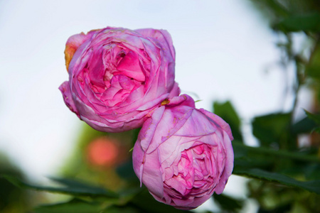 纯玫瑰纯维多利亚玫瑰照片