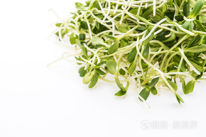 年轻的向日葵芽照片 正版商用图片0s4f39 摄图新视界
