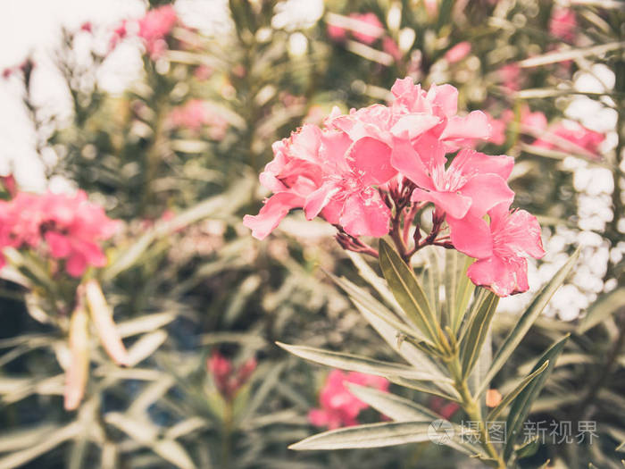 抽象的粉红色的花朵和绿叶在阳光背景下