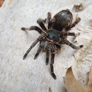 Birdeater curlyhair 蜘蛛蛛 Brachypelma albopilosum 在天然森林环境中。黑毛巨蜘蛛