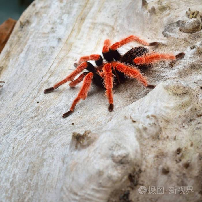 birdeater 蜘蛛蛛 brachypelma boehmei 在天然林环境中.