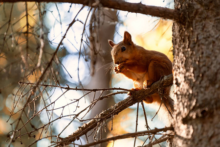 一个小红头发的松鼠吃一块面包, 坐在树枝上, 在一个温暖的夏日的蓝天上