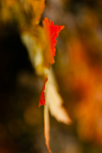 抽象秋天的树叶