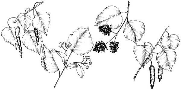 矢量秋叶。叶植物植物园花叶。独立的插图元素。背景纹理包装图案框架或边框的矢量叶