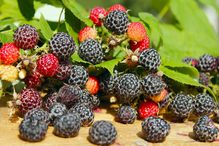 与很多成熟的浆果的黑树莓