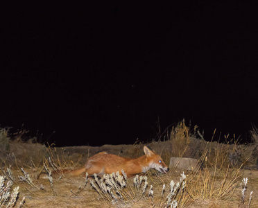 红狐, 狗一样的动物。狐狸晚上在田野里寻找食物
