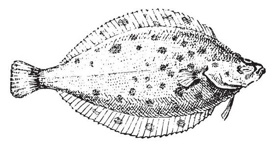 鲽鱼，复古刻图。词典的单词和东西Larive 和弗勒1895年