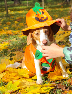 小猎犬在秋季公园的南瓜服装, 万圣节