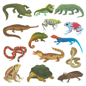 矢量爬行动物自然蜥蜴动物野生动物野生变色龙, 蛇, 龟, 鳄鱼插图的爬行动物在白色背景绿色两栖动物隔离