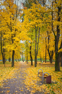 秋天在公园里。树叶五颜六色的树