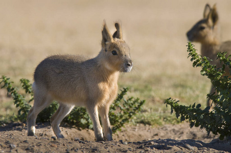 巴塔哥尼亚豚鼠图片
