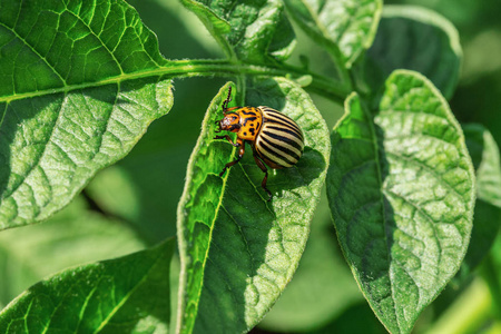 科罗拉多马铃薯甲虫, Leptinotarsa decemlineata, 吃