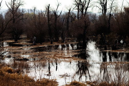 在深秋的湿地图片
