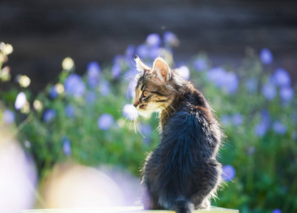 可爱的小猫在花园里, 紫色的花朵在背景中