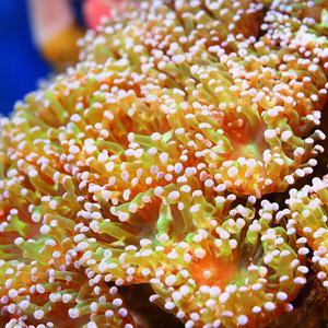 海藻海葵水族馆的海葵和珊瑚特写图照片