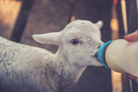 羊饲料的宝宝用牛奶喂养从瓶子里
