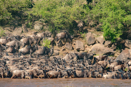 肯尼亚马赛马拉, 穿过尼罗河的一群马羚