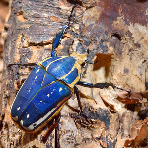 七彩甲虫装饰彩色甲虫特写图照片