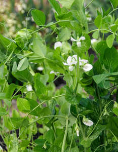花园里开花的青豆, 柔软的焦点照片
