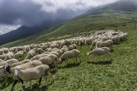 一群羊在山中