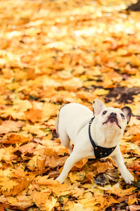 法国斗牛犬万圣节秋季公园