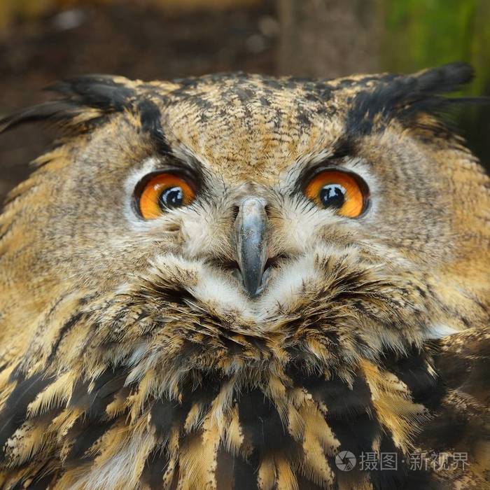 欧亚鹰-猫头鹰 (腹腹) 在自然环境中的头部特写