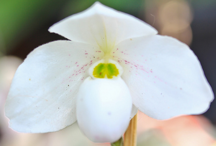 美丽的白色兰花花