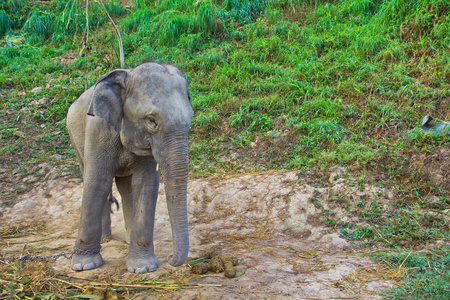 泰国野生大象