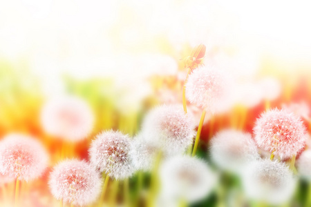 蓬松蒲公英的花，夏天背景局域网
