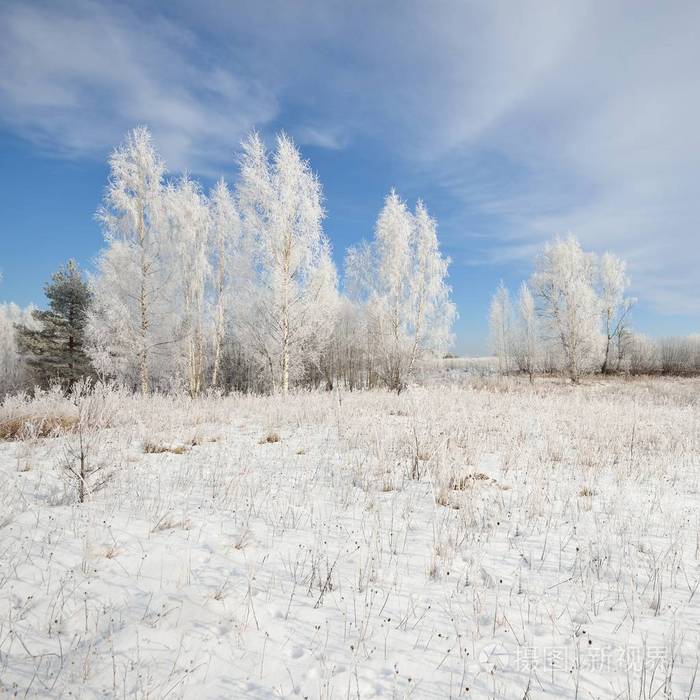 白桦树森林覆盖着雪和霜.冬日里看来的俄罗斯农村