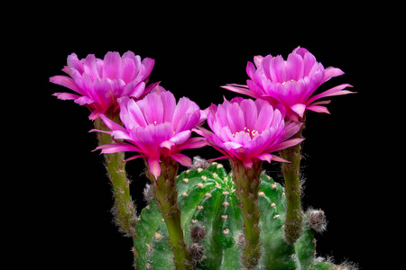 盛开的仙人掌花 Echinopsis 混合粉红色