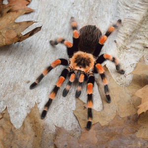 Birdeater 蜘蛛蛛 Brachypelma smithi 在天然林环境中。明亮的橙色五颜六色的巨型蜘蛛