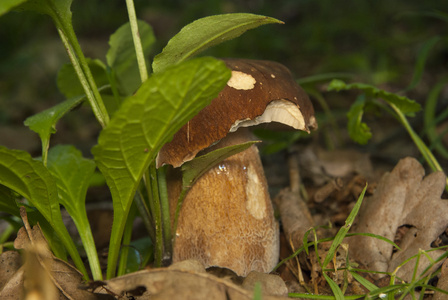 牛肝菌在森林里。可食用的蘑菇