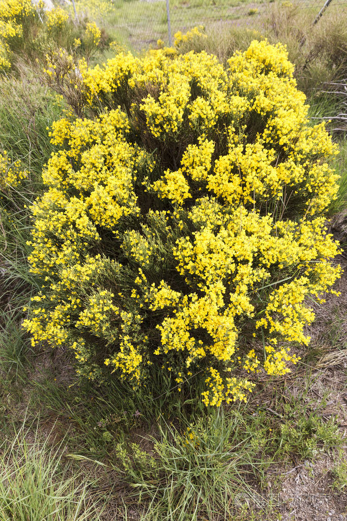 cytisusoromediterraneus灌木花与它的黄色花