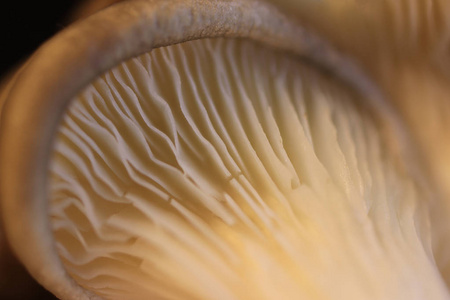 牡蛎 mashroom 质地。详细的纤维。健康的素食背景。宏特写