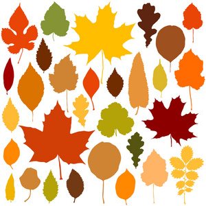 秋天的落叶，在白色背景上设置
