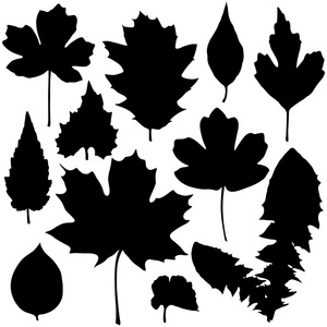 向量组的黑色树叶剪影照片