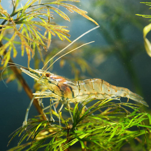 水族馆亚洲玻璃虾特写图图片