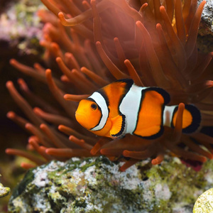 海洋水族馆园丁公子小丑