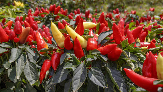 (鸟眼辣椒) 与叶分离对白色鸟眼辣椒辣椒padi或鸟眼辣椒泰国绿辣椒在