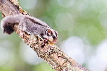 死树在澳大利亚美丽的蜜袋鼯照片