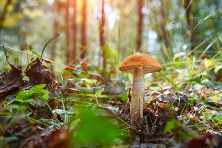 秋天的风景。小 Leccinum 蘑菇在森林草和松树针在阳光下, 特写