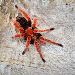 Birdeater 蜘蛛蛛 Brachypelma boehmei 在天然林环境中。明亮的红色五颜六色的巨型蜘蛛