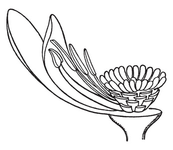 白色睡莲花的图片, 显示内花瓣和从卵巢生长的雄蕊, 复古线画或雕刻