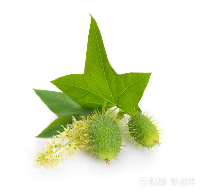 Echinocystis, 葫芦, 葛, 俗称野黄瓜, 花椒黄瓜, 或苦瓜分离