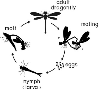 蜻蜓的蜕变过程图片