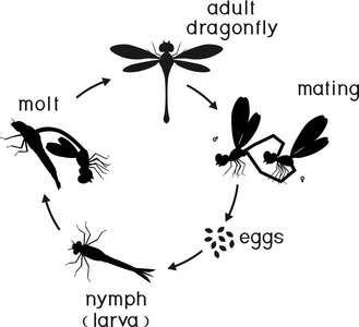 蜻蜓的生命周期图图片