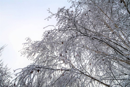 覆盖着雪的白桦树枝