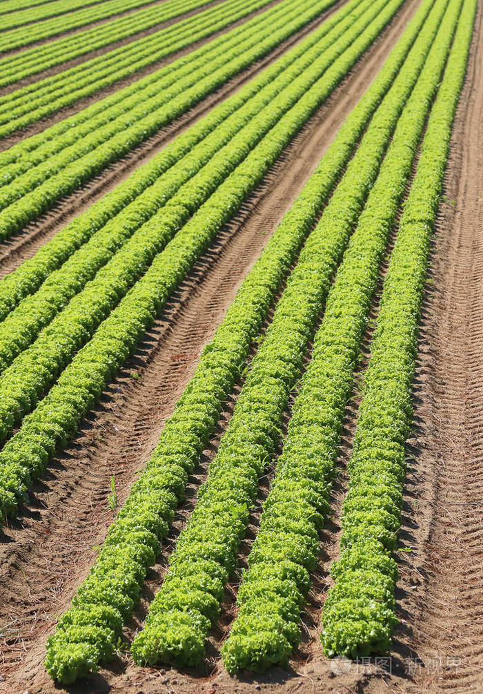 夏季非常肥沃的平原上的鲜绿莴苣的巨大集约化栽培