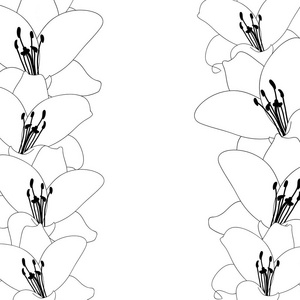 百合花轮廓边框被隔离在白色背景上。矢量插图